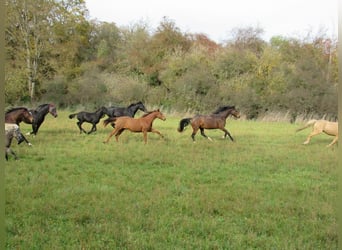 Duits sportpaard, Merrie, 2 Jaar