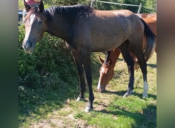 Duits sportpaard, Merrie, 2 Jaar, kan schimmel zijn