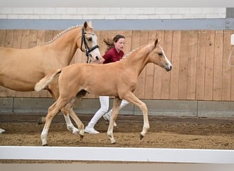 Duits sportpaard, Merrie, 2 Jaar, Palomino