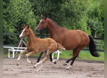 Duits sportpaard, Merrie, 2 Jaar, Vos