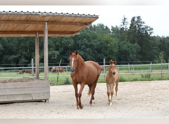 Duits sportpaard, Merrie, 2 Jaar, Vos