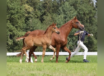 Duits sportpaard, Merrie, 2 Jaar, Vos