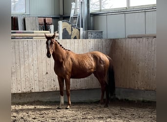 Duits sportpaard, Merrie, 3 Jaar, 153 cm, Vos