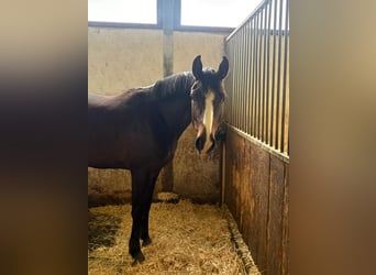 Duits sportpaard, Merrie, 3 Jaar, 155 cm, Bruin