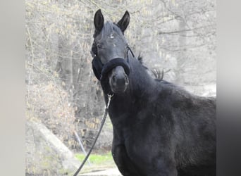 Duits sportpaard, Merrie, 3 Jaar, 155 cm