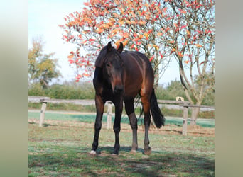 Duits sportpaard, Merrie, 3 Jaar, 157 cm, Donkerbruin