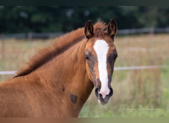 Duits sportpaard, Merrie, 3 Jaar, 157 cm, Donkere-vos