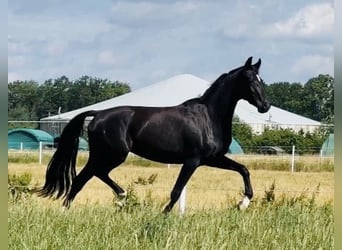 Duits sportpaard, Merrie, 3 Jaar, 158 cm, Zwart