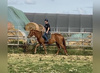 Duits sportpaard, Merrie, 3 Jaar, 159 cm, Vos