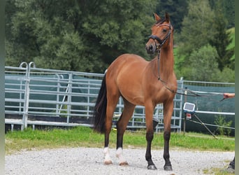 Duits sportpaard, Merrie, 3 Jaar, 160 cm, Brauner