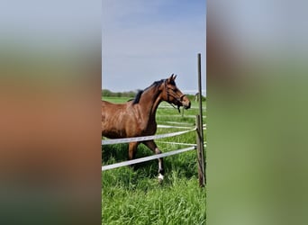 Duits sportpaard, Merrie, 3 Jaar, 160 cm, kan schimmel zijn