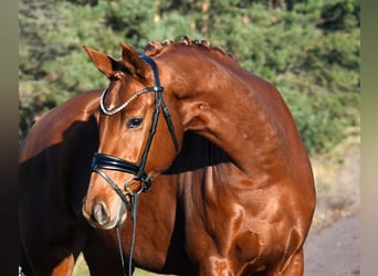 Duits sportpaard, Merrie, 3 Jaar, 160 cm, Vos