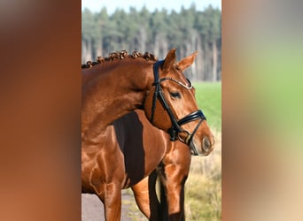 Duits sportpaard, Merrie, 3 Jaar, 160 cm, Vos