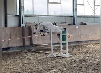 Duits sportpaard, Merrie, 3 Jaar, 161 cm, Schimmel