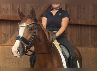 Duits sportpaard, Merrie, 3 Jaar, 162 cm, Vos