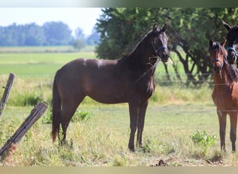 Duits sportpaard, Merrie, 3 Jaar, 162 cm, Zwart