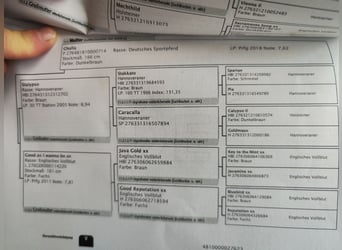 Duits sportpaard, Merrie, 3 Jaar, 163 cm, Bruin