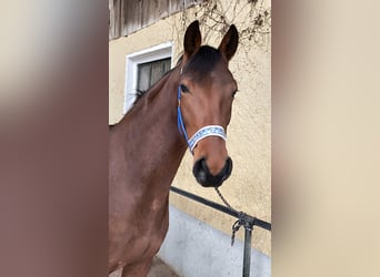 Duits sportpaard, Merrie, 3 Jaar, 163 cm, Bruin