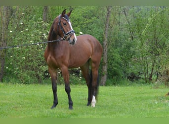 Duits sportpaard, Merrie, 3 Jaar, 163 cm, Bruin