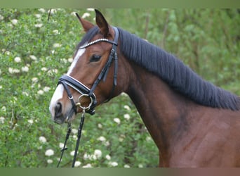 Duits sportpaard, Merrie, 3 Jaar, 163 cm, Bruin