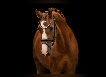 Duits sportpaard, Merrie, 3 Jaar, 163 cm