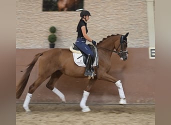 Duits sportpaard, Merrie, 3 Jaar, 163 cm, Vos
