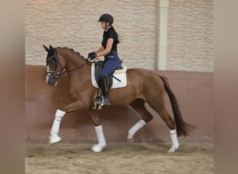 Duits sportpaard, Merrie, 3 Jaar, 163 cm, Vos