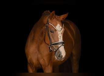 Duits sportpaard, Merrie, 3 Jaar, 163 cm, Vos