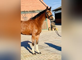 Duits sportpaard, Merrie, 3 Jaar, 164 cm, Bruin