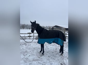Duits sportpaard, Merrie, 3 Jaar, 164 cm, Donkerbruin