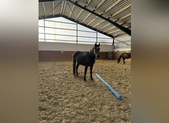 Duits sportpaard, Merrie, 3 Jaar, 165 cm, Brauner