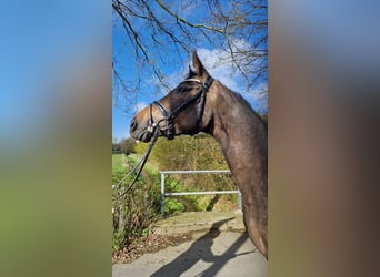 Duits sportpaard, Merrie, 3 Jaar, 165 cm, Bruin