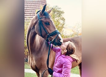 Duits sportpaard, Merrie, 3 Jaar, 165 cm, Bruin