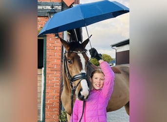 Duits sportpaard, Merrie, 3 Jaar, 165 cm, Bruin