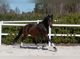 Duits sportpaard, Merrie, 3 Jaar, 165 cm, Roodbruin