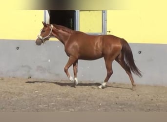 Duits sportpaard, Merrie, 3 Jaar, 165 cm, Vos