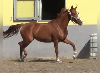 Duits sportpaard, Merrie, 3 Jaar, 165 cm, Vos