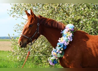 Duits sportpaard, Merrie, 3 Jaar, 165 cm, Vos