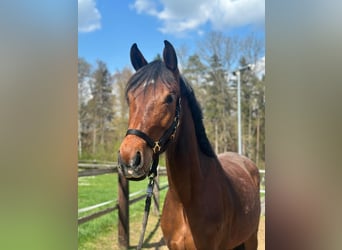 Duits sportpaard, Merrie, 3 Jaar, 166 cm, Bruin