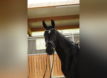 Duits sportpaard, Merrie, 3 Jaar, 166 cm, Zwartbruin