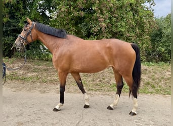 Duits sportpaard, Merrie, 3 Jaar, 167 cm, Bruin