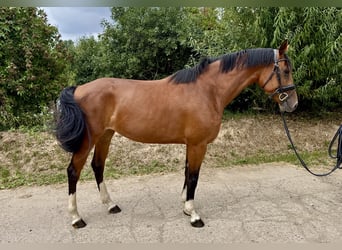Duits sportpaard, Merrie, 3 Jaar, 167 cm, Bruin