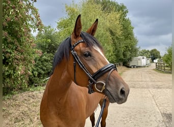Duits sportpaard, Merrie, 3 Jaar, 167 cm, Bruin