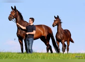 Duits sportpaard, Merrie, 3 Jaar, 168 cm, Brauner