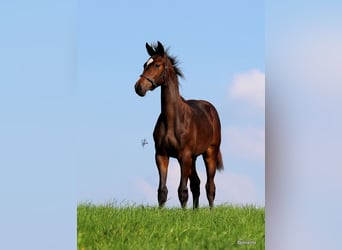 Duits sportpaard, Merrie, 3 Jaar, 168 cm, Brauner