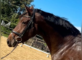 Duits sportpaard, Merrie, 3 Jaar, 168 cm, Brauner
