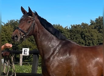 Duits sportpaard, Merrie, 3 Jaar, 168 cm, Brauner