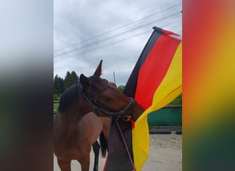Duits sportpaard, Merrie, 3 Jaar, 168 cm, Bruin