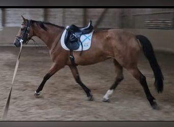 Duits sportpaard, Merrie, 3 Jaar, 168 cm, Bruin