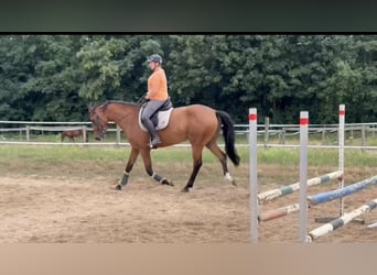 Duits sportpaard, Merrie, 3 Jaar, 168 cm, Bruin